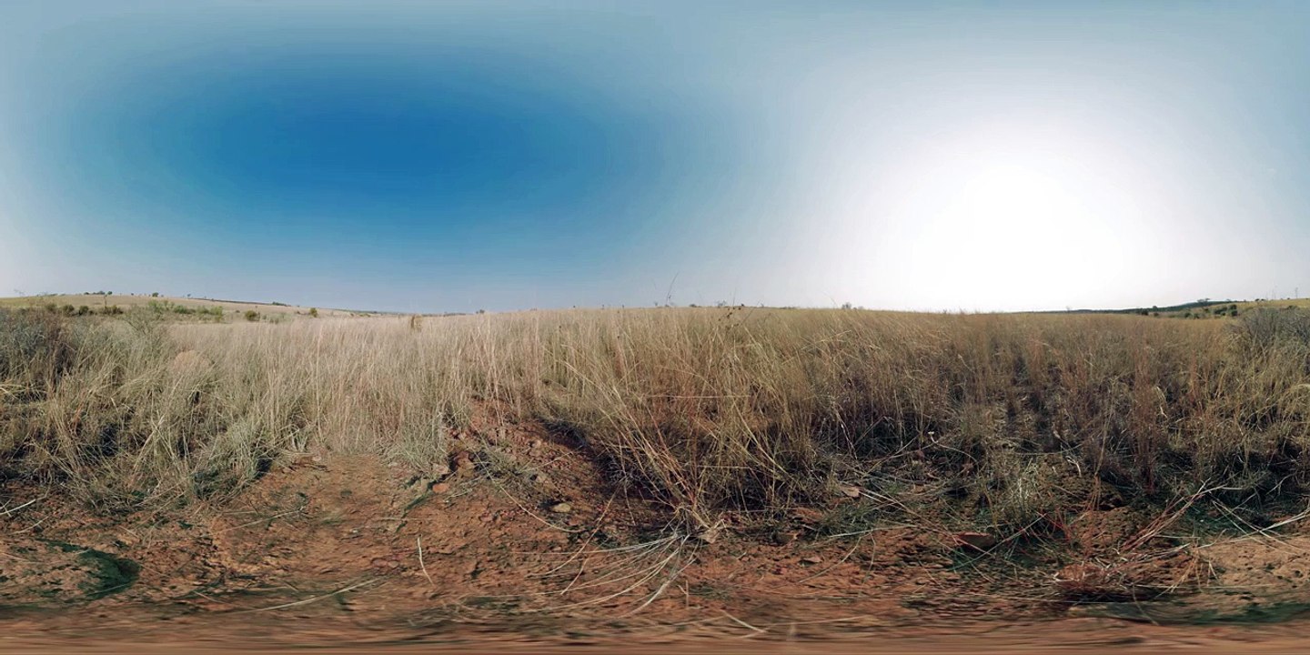 360° the lion