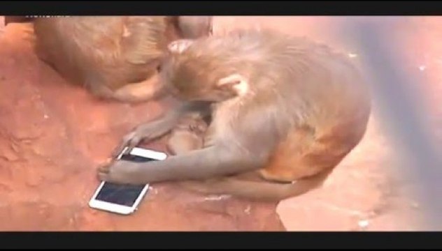 Monkey steals iPhone and picks it apart like it was Play-Doh | Adorabo
