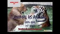 Top 10 Giant Animal vs Animal Fights with Surprising Endings - Real Fight