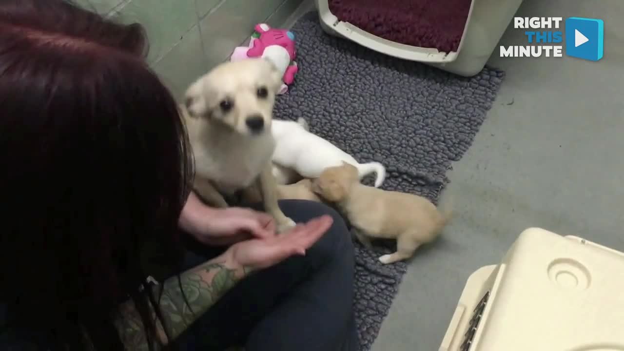 Humane Society Reunites Mama Dog With Her Puppies