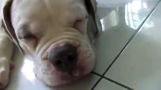 American Bulldog Amboy (Part 2) *sleeping*