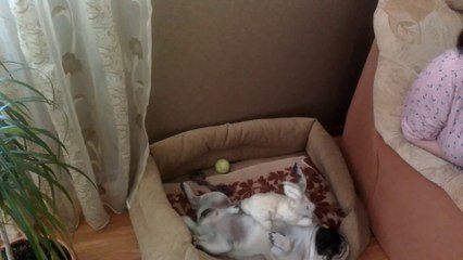 Pugs Are Inherently Lazy