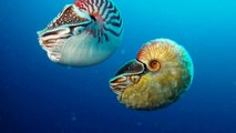 Rare nautilus sighted for the first time in three decades