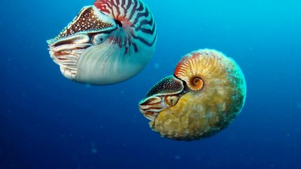 Rare nautilus sighted for the first time in three decades
