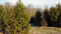 ..  Consider Raising Norway Spruce Trees...