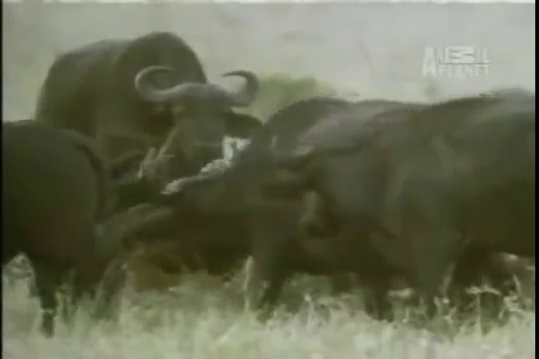 Cape buffaloes murder lion cubs