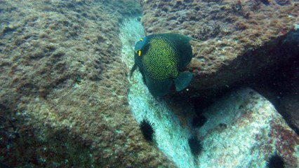 Venha mergulhar, pedalar, nos Mares, venha conhecer a ilha Oceânica da Rapada, Ubatuba, SP, Brasil, (9)