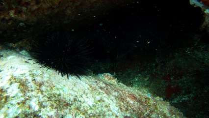Venha mergulhar, pedalar, nos Mares, venha conhecer a ilha Oceânica da Rapada, Ubatuba, SP, Brasil, (17)