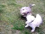 My dogs chasing each other