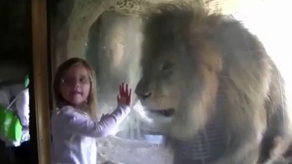 Little girl blows lion a kiss at the zoo - but did not expect this reaction