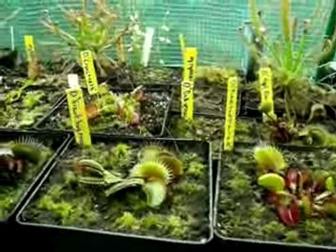 Bac de culture de plantes carnivores
