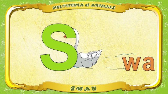 Multipedia of Animals. Letter S Swan
