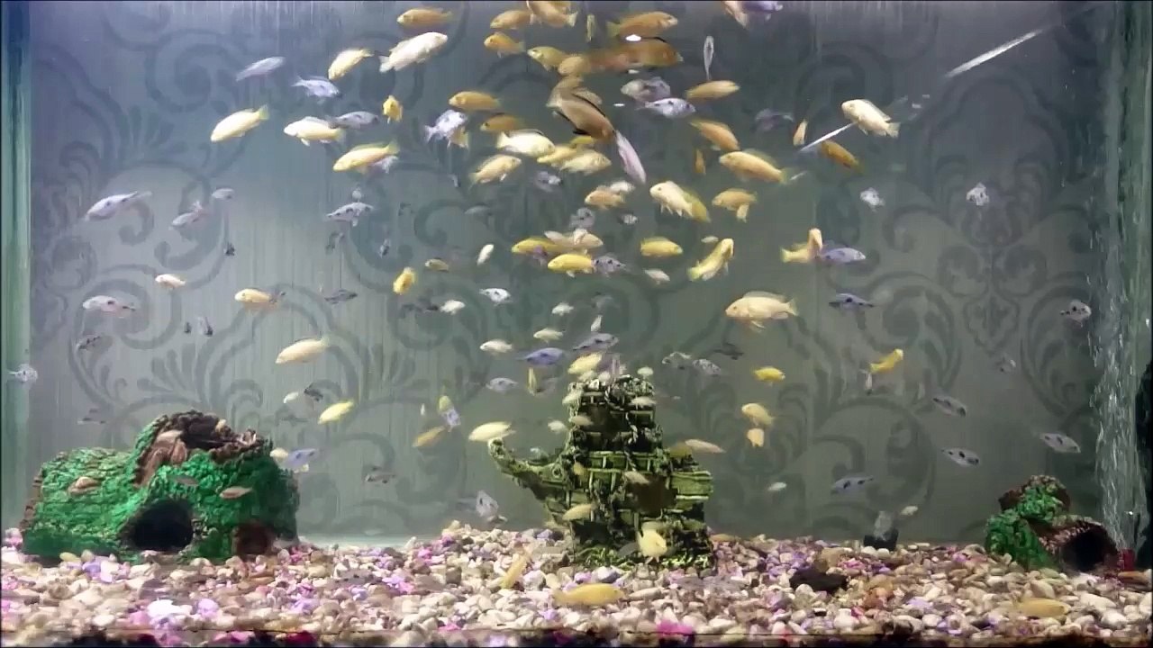 350 Adet Yunus ve Sarı Prenses - Su ve Kuş sesi eşliğinde, MÜKEMMEL