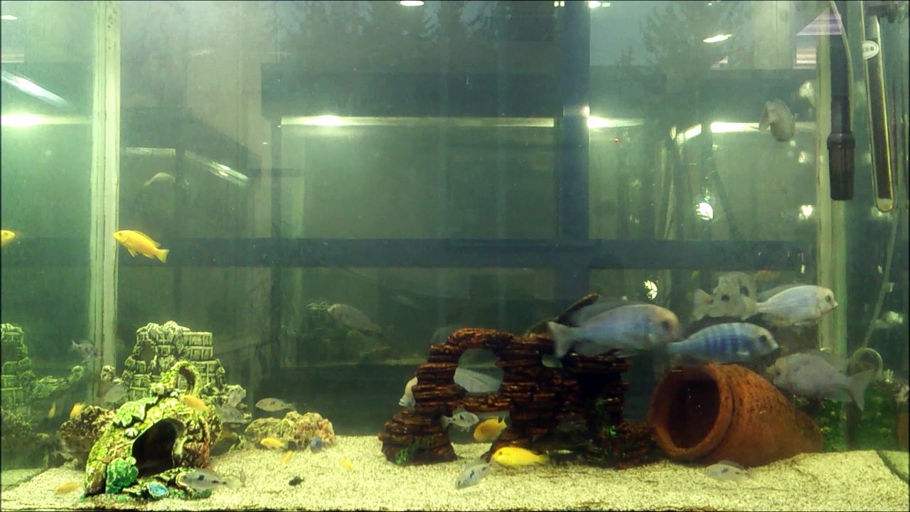 350 LT'lik Yunus Ciklet Akvaryumu, Harika Görsel Şölen