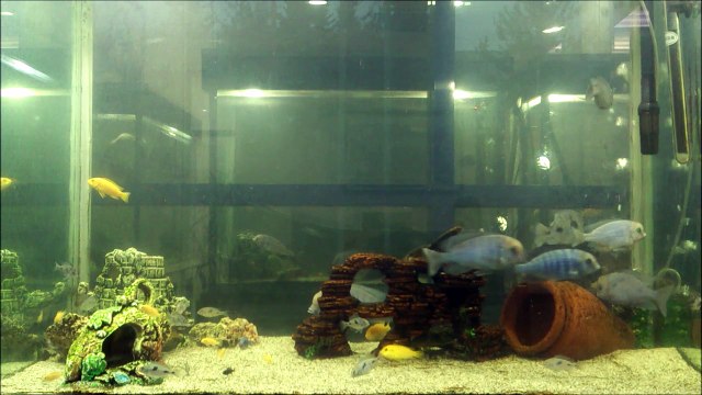 350 LT'lik Yunus Ciklet Akvaryumu, Harika Görsel Şölen