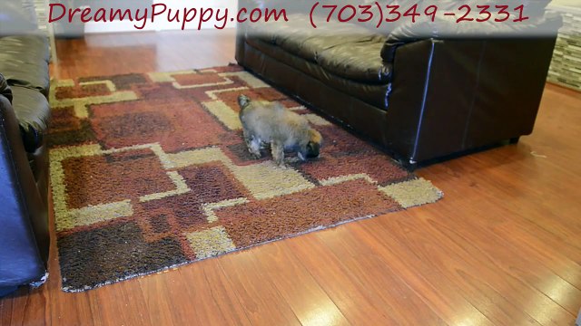 Dreamy puppy Store - Chantilly & Fredericksburg A Trained Doggy Implies Happy Times For All