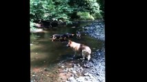 German Shepherd Pack Swimming