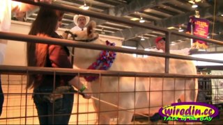April 14, 2011 -- Galveston County Fair & Rodeo | Santa Fe