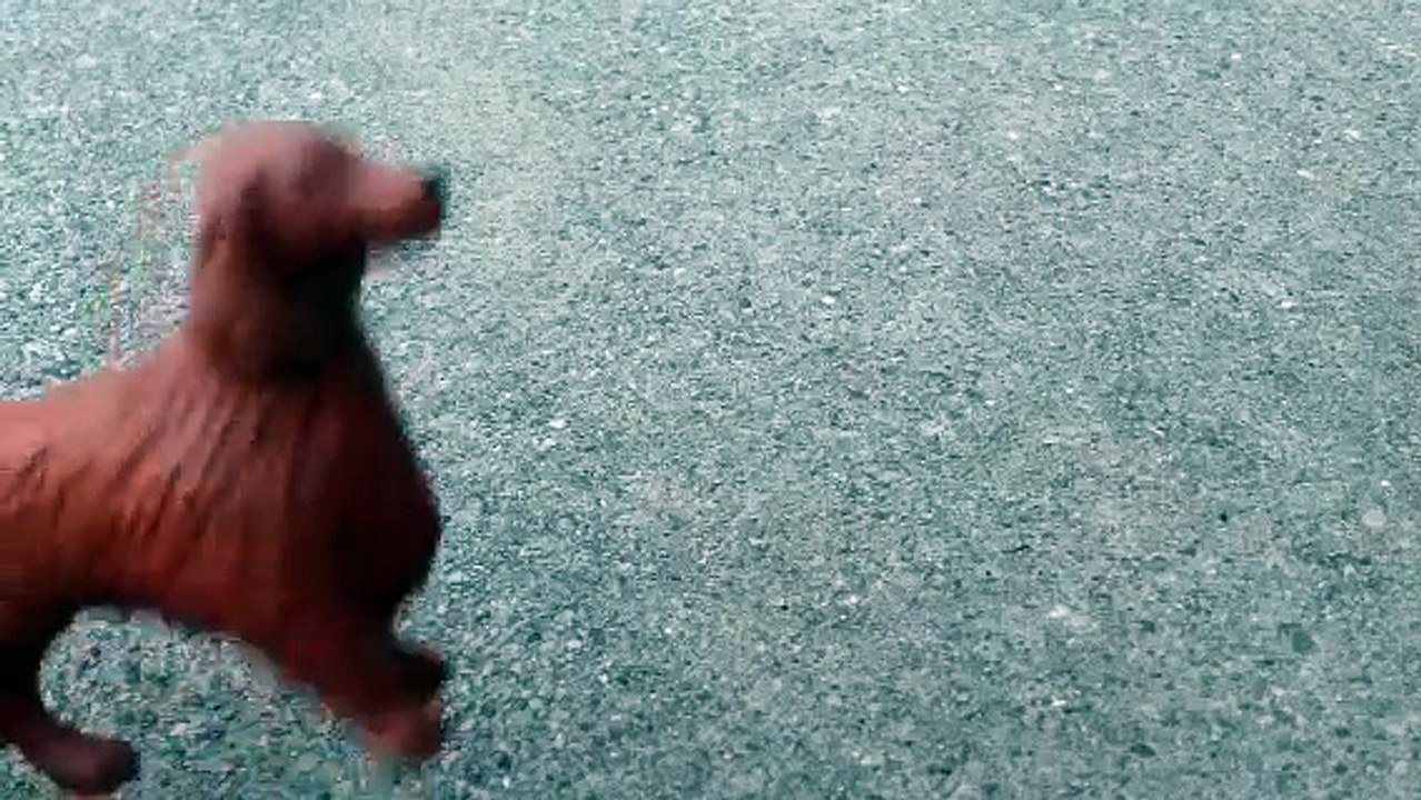 Stopping Wolf Tails...