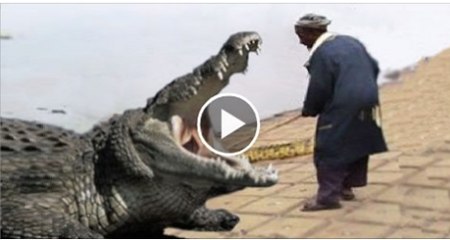 Watch This Video Crocodile attack recorded