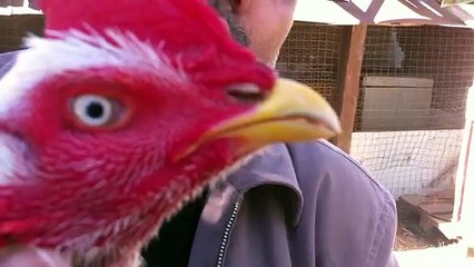 aseel pure lasani momi shah 2016 video