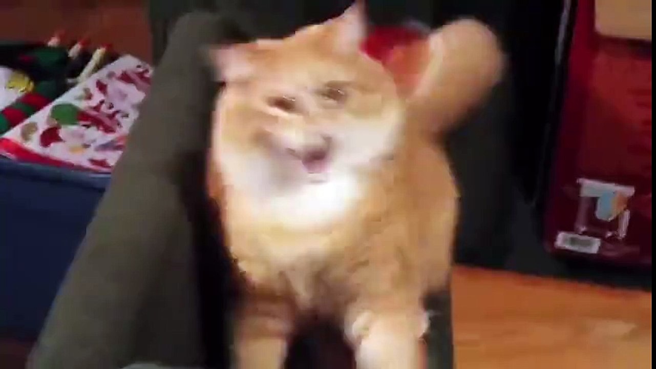 Cat Prank