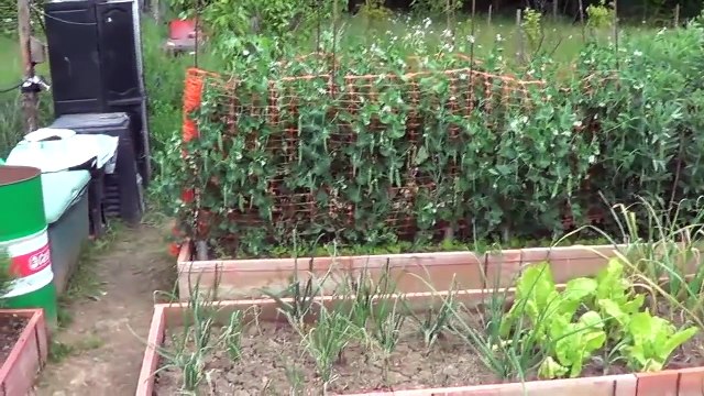How And Why To Grow Rosemary In The Garden Toni's Organic Vegetable Garden