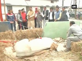 Dehradun BJP legislator Ganesh Joshi visits stable to see injured horse