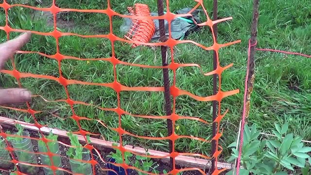 How To Make a Pea Trellis For Climbing And Growth Organic Toni's Organic Vegetable Garden
