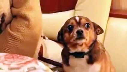 Atento a la carita que pone el perro cuando le regañan | Attentive to the face that puts the dog when you scold