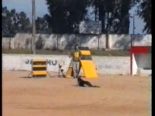 YARA VOM HAUS DOORN & RODRIGO PORTELA.-OBEDIENCIA