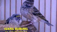 SUARA BURUNG BLACKTHROAT Untuk Ternak