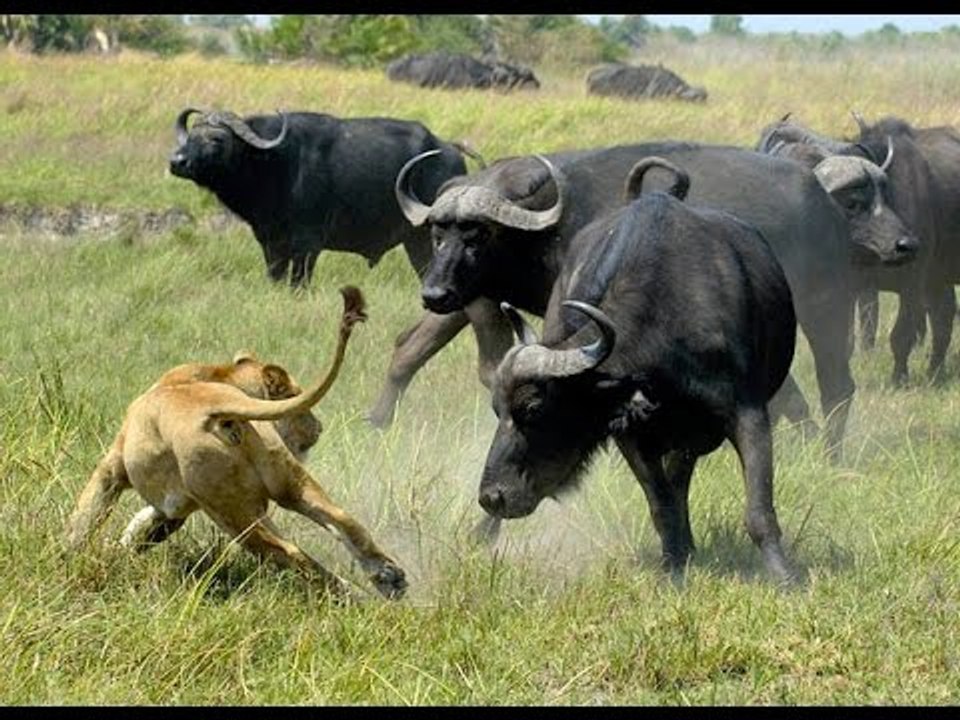 Lion vs buffalo Animals Attack - Discovery Channel