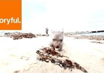 Adorable Baby Wombat Runs Towards Camera