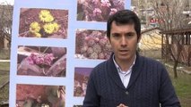 Erzurum Kış Turizm Merkezi Palandöken, Çiçekleriyle Expo'da