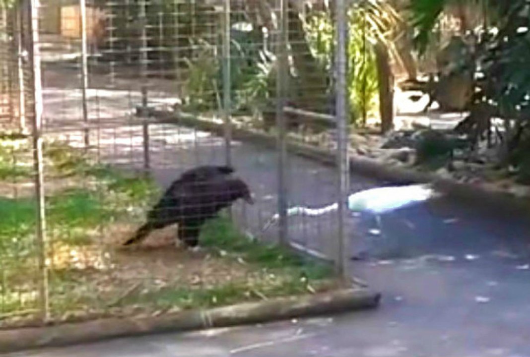 Kartalın Yemeğini Çalmaya Çalışan Turnanın Sonu Kötü Oldu