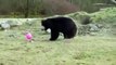 3 ours face à un ballon rose. Découverte amusante pour eux!