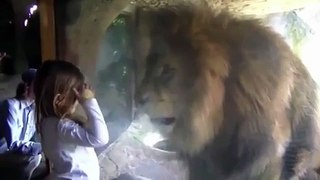 Watch-Little-girl-blows-lion-a-kiss-at-the-zoo