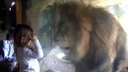 Watch-Little-girl-blows-lion-a-kiss-at-the-zoo