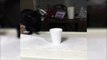 Ce chat a une curieuse façon de boire du lait... Tout sur la gueule