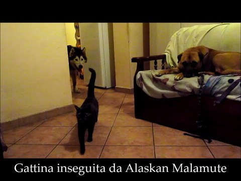 Gattina inseguita da alaskan malamute