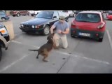 Perro se reencuentra con su dueño que ha estado ocho meses en Afganistan | Dog reunites with his owner has been eight months in Afghanistan