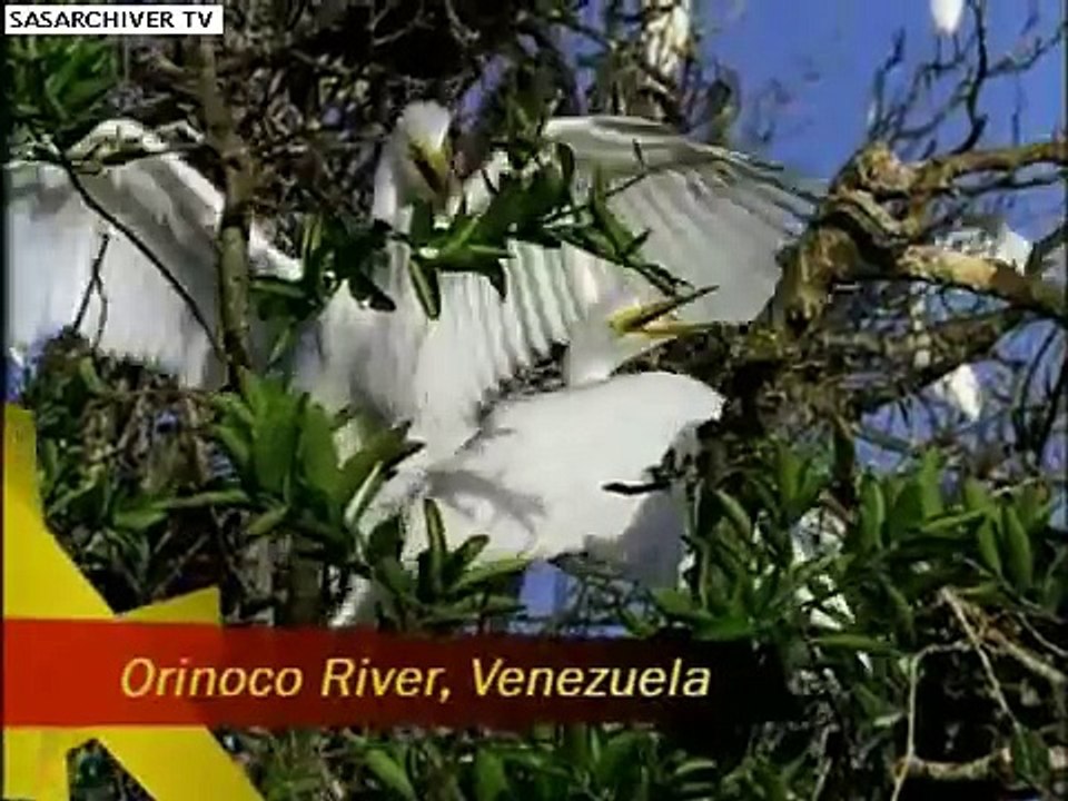 pirana Vs bird