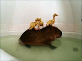 Bath time for this so adorable Capybara and his best friend the ducklings - vidéo