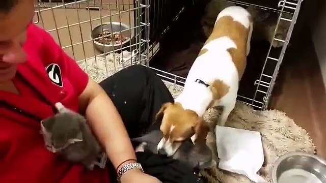 Trova un gattino e cerca di farlo mangiare, ma il cane trova subito un sistema migliore!