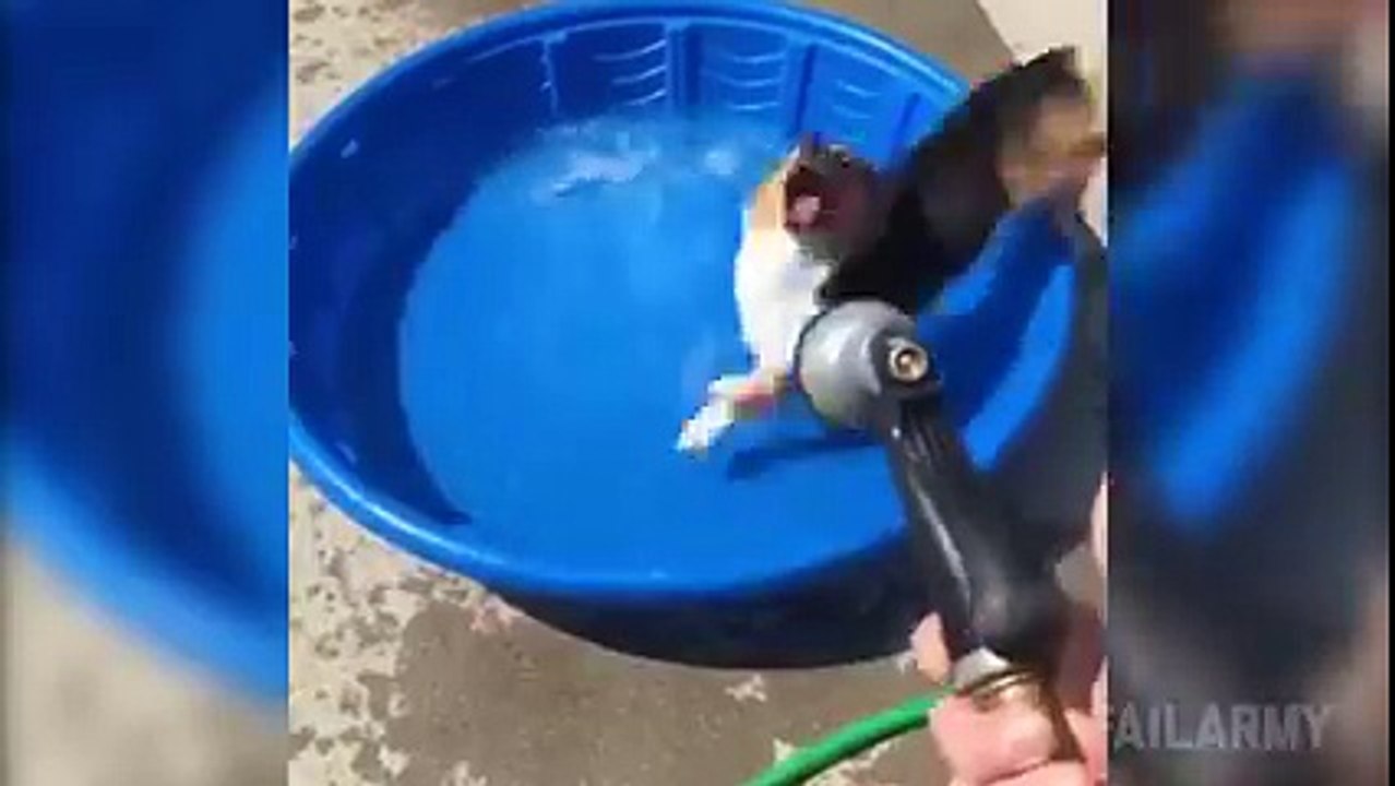 DOG TRICKS INTERESTING VIDEO