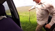 Il découvre un serpent mortel sur l'accoudoir de sa voiture