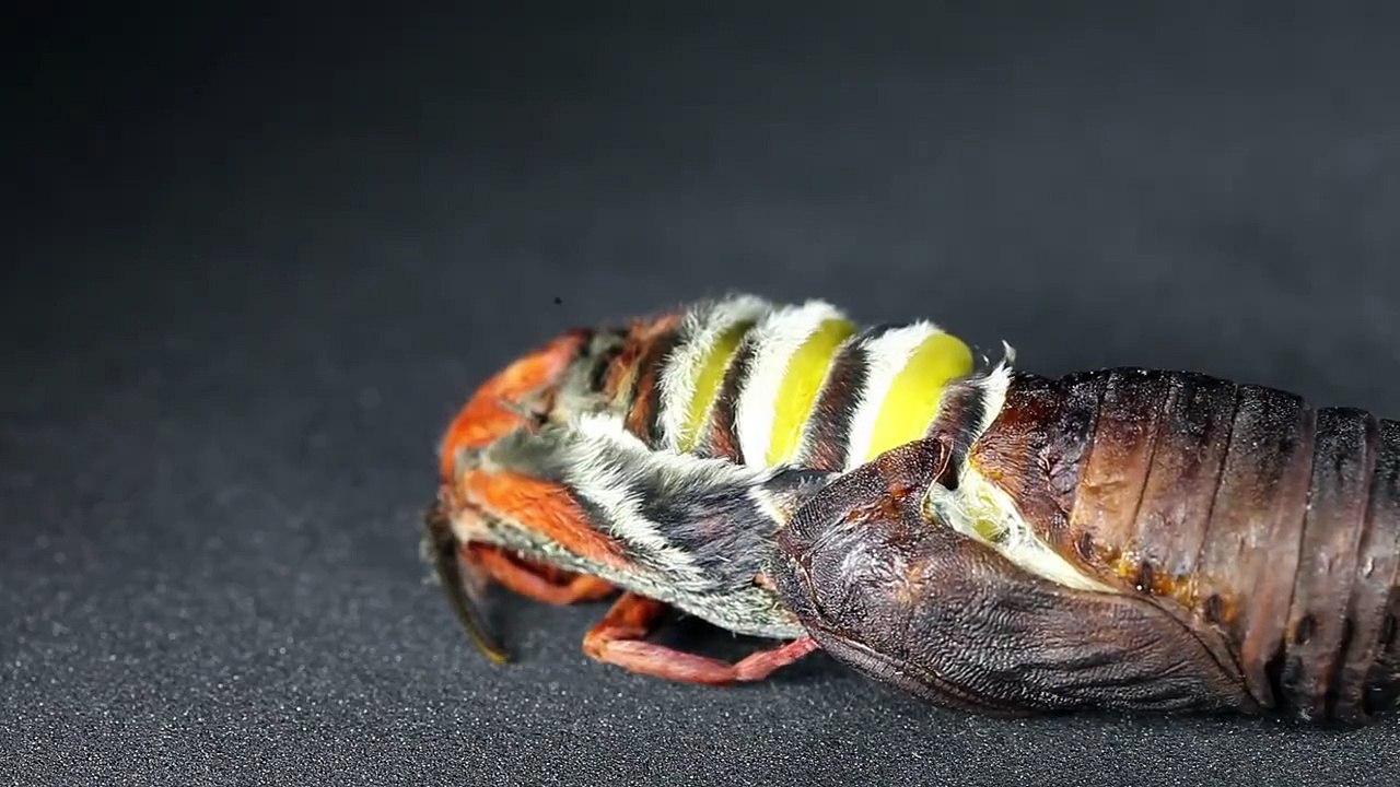 Рождение бабочки из куколки.