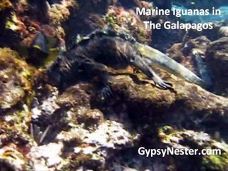 Marine Iguanas Underwater!