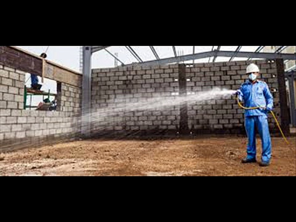 How to Look For Drywood Termites in Your Home